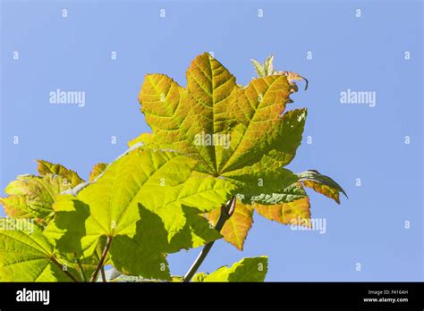 vine maple leaf  res stock photography  images alamy