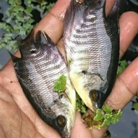 Ikan Gurame Gurame Soang Nyuper Bibit Gurame Shopee Indonesia