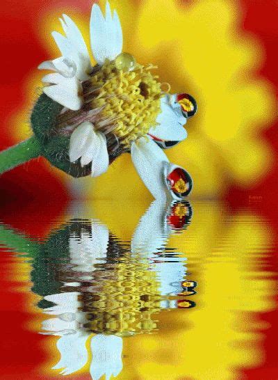 Water Drops Reflection Flowers Animated S Animation Animated