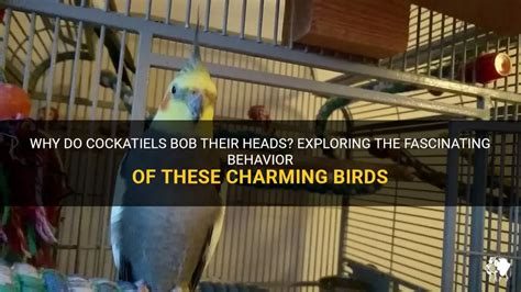 Why Do Cockatiels Bob Their Heads Exploring The Fascinating Behavior