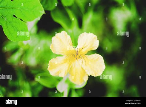 Spiders On Flowers Stock Photo Alamy