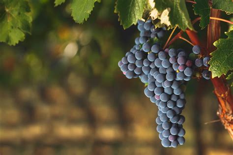 cabernet sauvignon  incredible wine grape