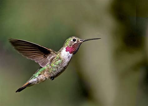 Top 60 Broad Tailed Hummingbird Stock Photos Pictures And Images Istock