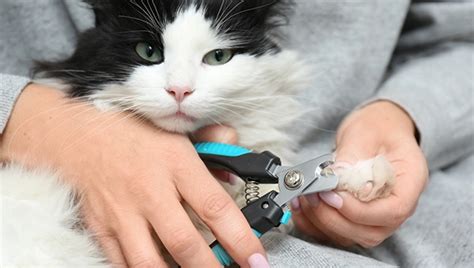 Cat Grooming and Nail Trimming - Acadia Drive Animal Clinic