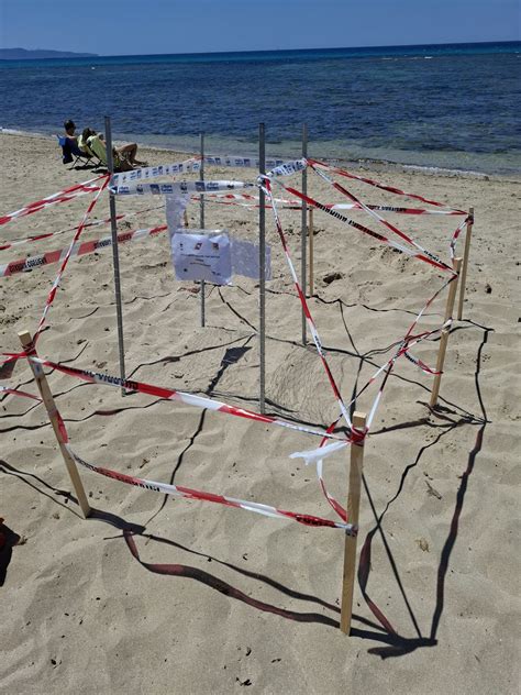 Una Tartaruga Caretta Caretta Ha Deposto Le Uova Sulla Spiaggia Di