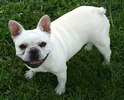 White French Bulldog White French Bulldogs, Pet Corner, Frenchie