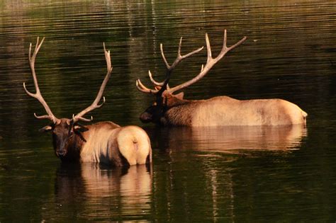 Washington State Rosevelt Elk