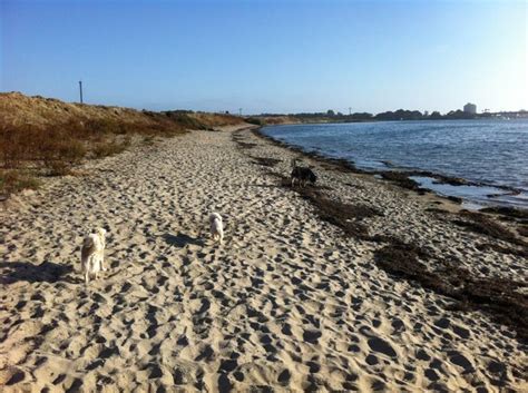 fiesta island dog park dog park vacation spots great walks