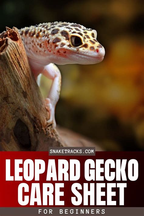 Leopard Gecko Care Sheet For Beginners | Leopard gecko, Leopard gecko