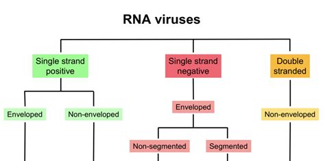 Rna Viruses Diagram Quizlet