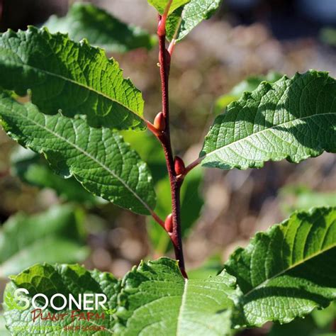 French Pink Pussy Willow Sooner Plant Farm