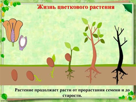 Рост и развитие живых организмов - презентация онлайн