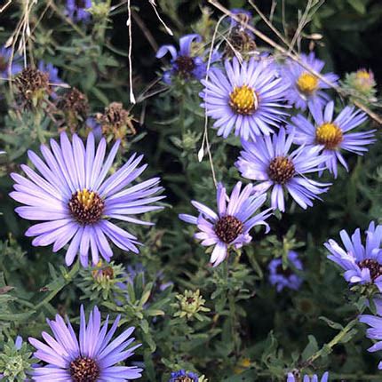 Aromatic Aster | Illinois Pollinators