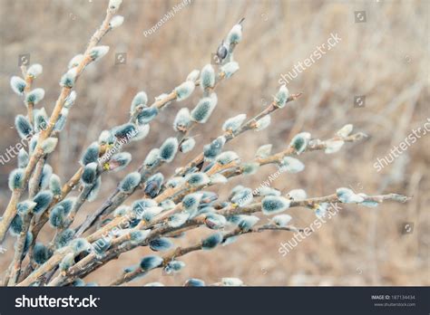 Spring Pussy Willow Branches Fluffy Buds Stock Photo Shutterstock
