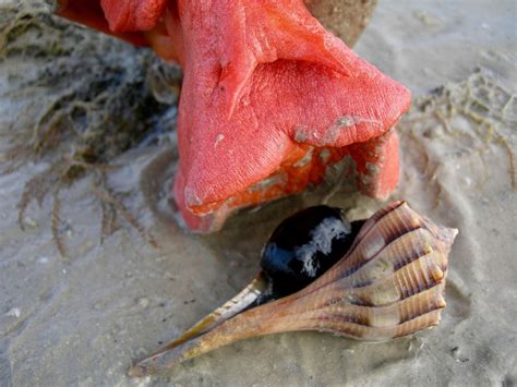 One Of The Worlds Biggest Sea Snails At Risk Of Extinction