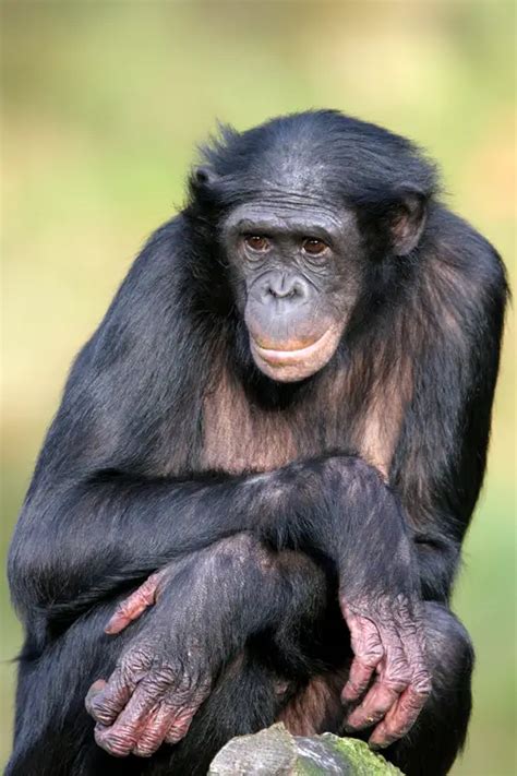 Great ape habitat in Africa has dramatically declined