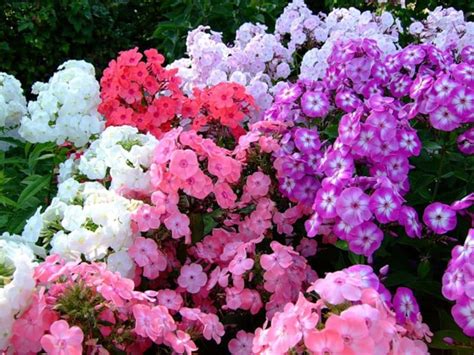 Флоксы однолетние: посадка и уход, выращивание из семян и рассады + фото