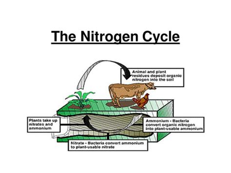 Gcse Carbon And Nitrogen Cycle Teaching Resources