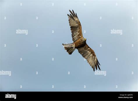 Black Kite Milvus Migrans Captive In Flight Hawk Conservancy Trust