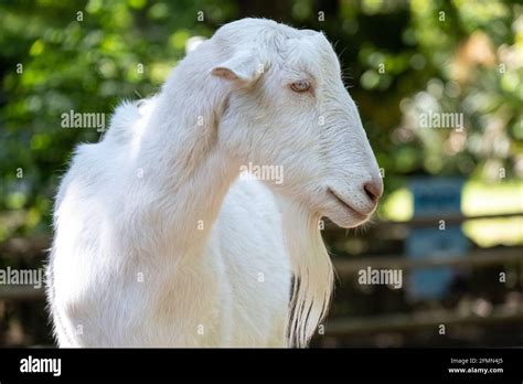 White Saanen Goat Hi Res Stock Photography And Images Alamy