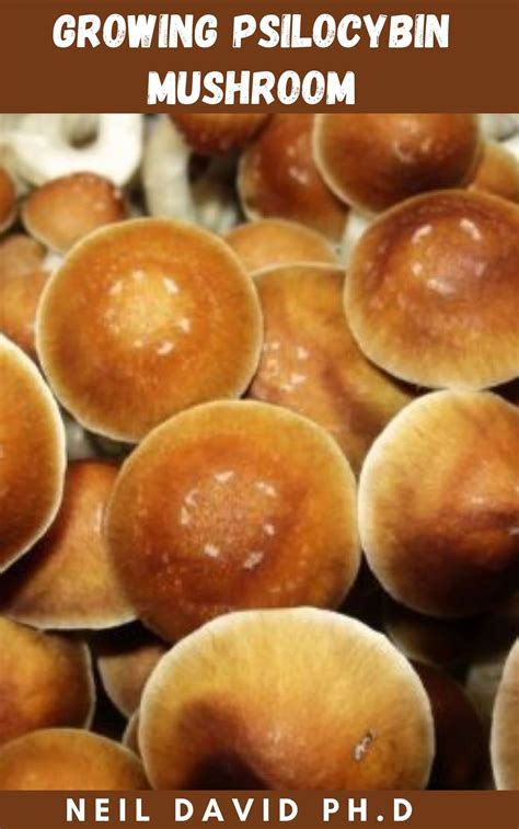 Growing Psilocybin Mushroom Detailed And Comprehensive Guide That Help