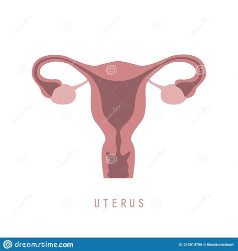 Female Reproductive System Women Uterus Ovary Icon Vector Illustration