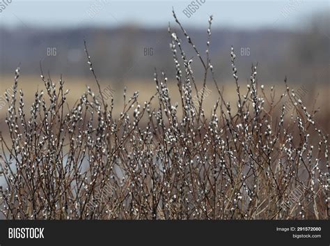 Pussy Willow Salix Image Photo Free Trial Bigstock