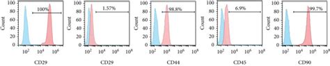 Phenotypic Characterization Of Rat Mscs A Msc Immunophenotypic