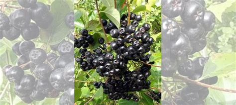 Черноплодка купить в Рязани | Товары для дома и дачи | Авито