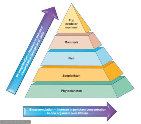 Biomagnification Humans