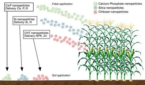 Agronomy Free Full Text Tools For Nano Enabled Agriculture Fertilizers Based On Calcium