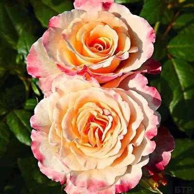 Роза кинг конг фото - 74 картинки