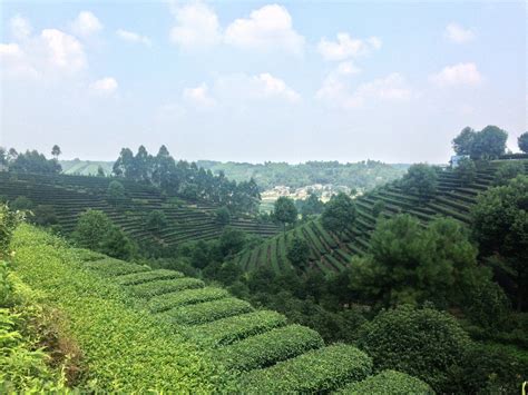 The Most Beautiful Tea Plantations in China