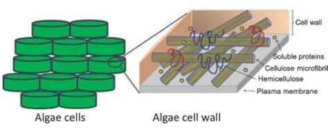 Algal Cell Wall