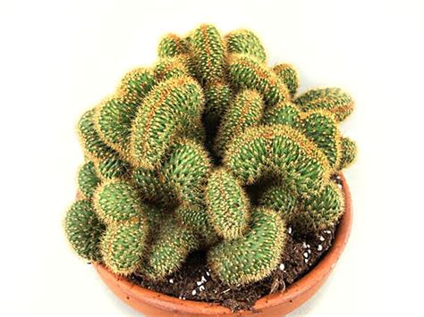 Суккулентные растения, Петр Лапшин, каталог для заказа - succulents by ...