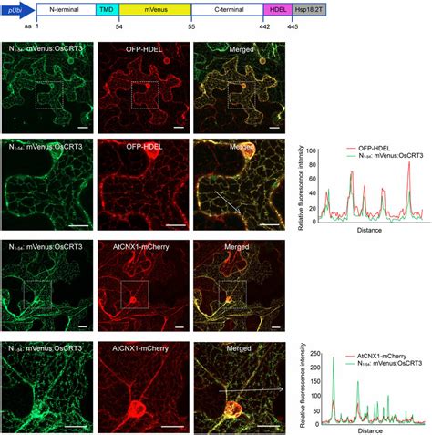 Subcellular Localization Of OsCRT3 In N Benthamiana Leaves A