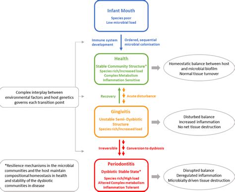 Schematic Representation Of The Compositional Changes Of The Microbial