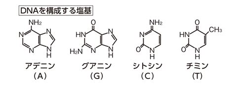 【高校化学】「DNA」 | 映像授業のTry IT (トライイット)