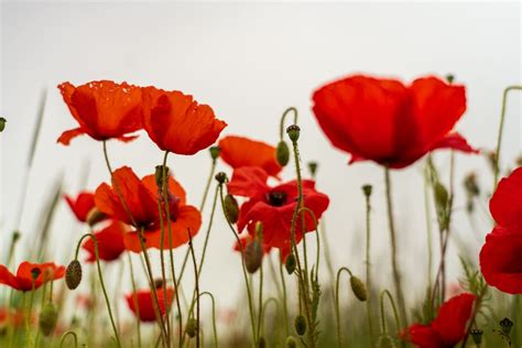 Poppy Flower Meaning Symbolism History Memorial Day Parade