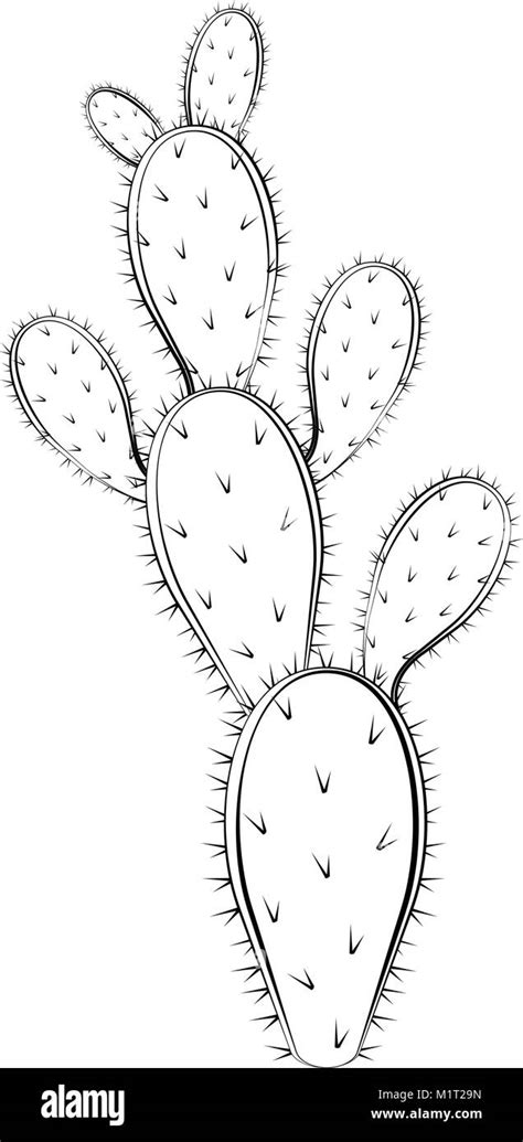 sketch   cactus stock vector image art alamy