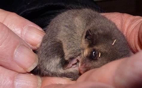 Nature Scribe: The Pragmatic Pygmy Possum