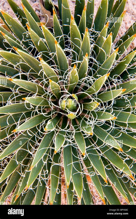 Moab Utah Cactus Hi Res Stock Photography And Images Alamy