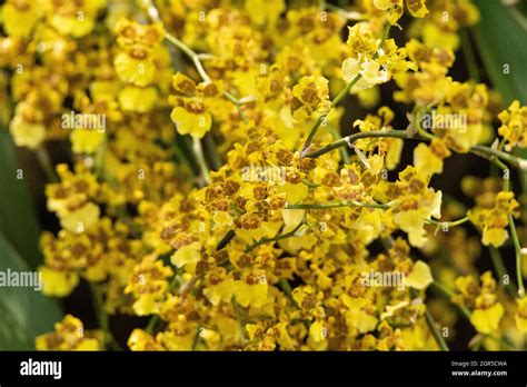 Cluster Of Dancing Lady Orchid Flowers Oncidium Sphacelatum In A