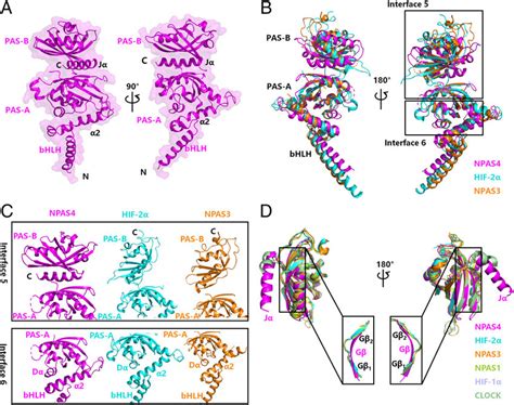 The Unique Structure Of Npas4 Subunit Alone A Overall Structure Of