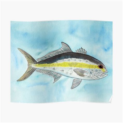 Original Watercolor Illustration Of Greater Amberjack Fish Poster By