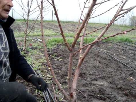 Формировка персика - YouTube