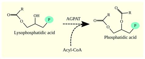 AGPAT enzymes participate in the biosynthesis of phosphatidic acid from ...