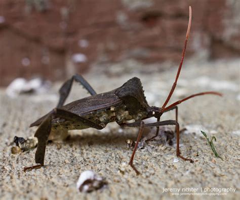 jeremy richter | photography :: blog: Acanthocephela Declivis, A Giant ...