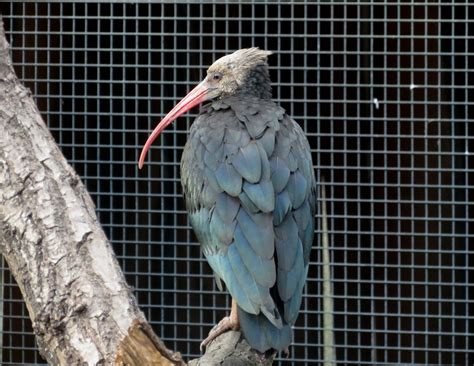 Northern Bald Ibis | Marnix's Bird Gallery
