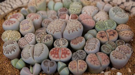 "Живые камни": как ухаживать за литопсами и выращивать их в домашних ...